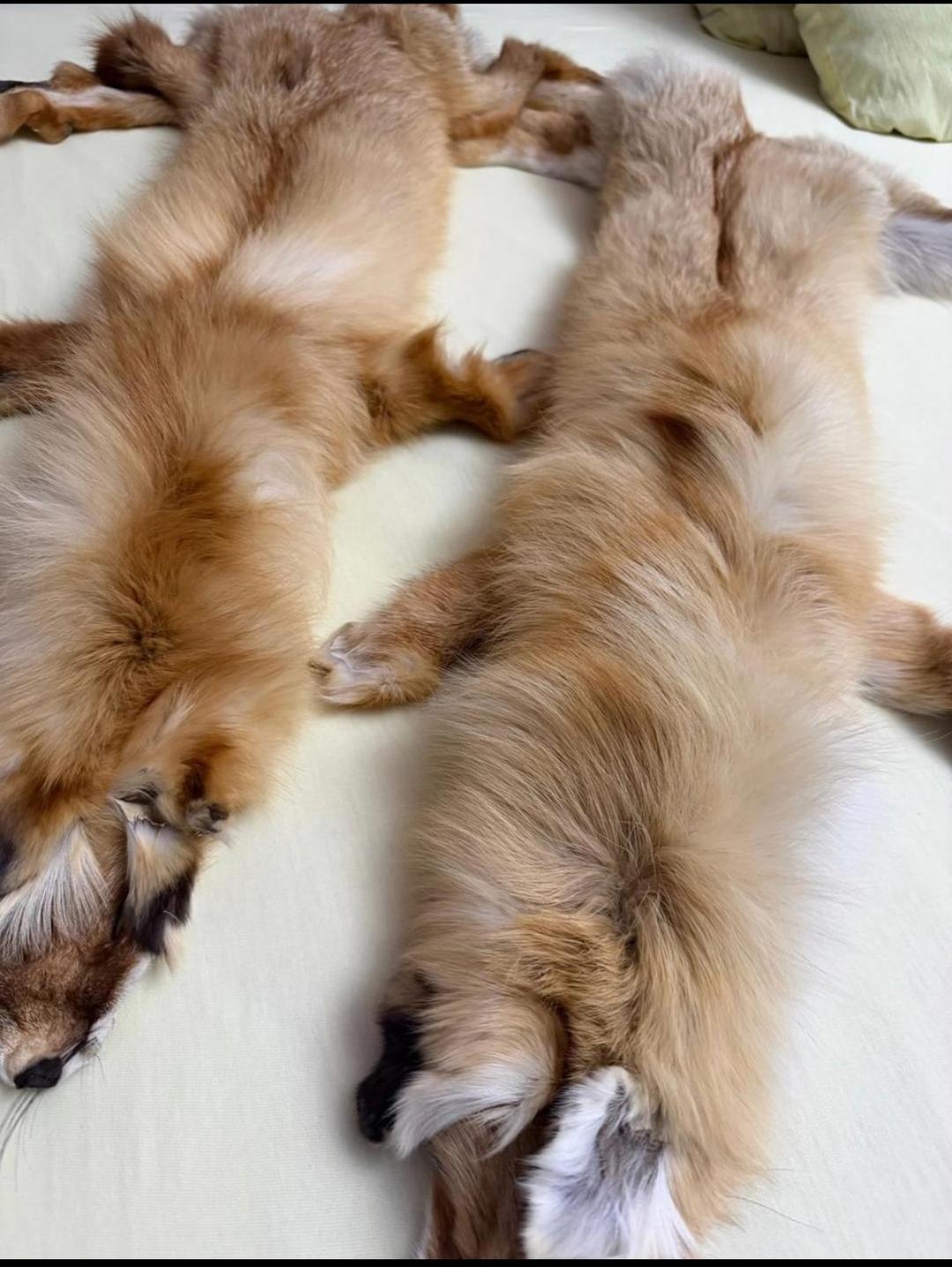 Шкура Шкура 🦊 — фото 2