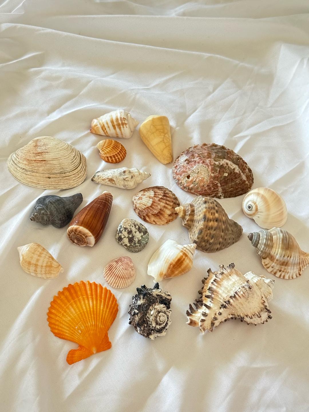 Нет бренда Ракушки — фото 2