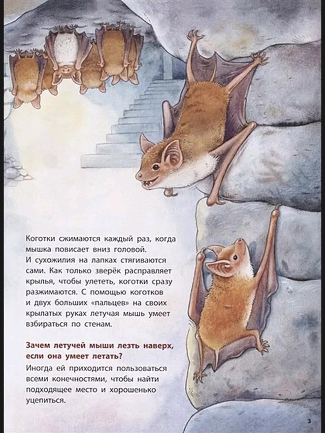 Фридерун Райхенштеттер Книга Куда летит летучая мышь 🦇 — фото 2