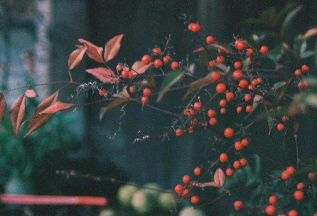 Pentax Фотоаппарат пленочный Pentax MZ-50 (два объектива!!) — фото 2