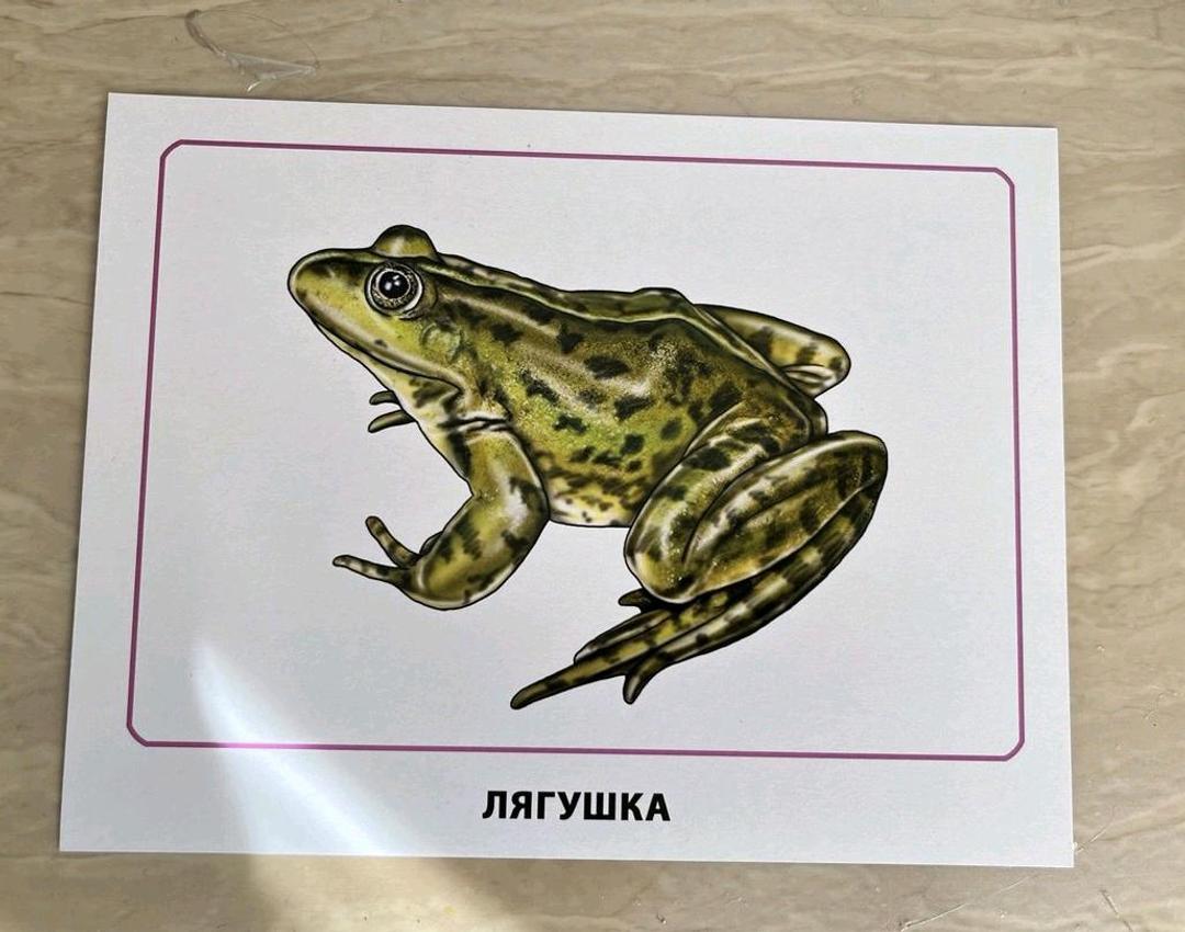 Неизвестно Обучающие карточки. Земноводные. — фото 2