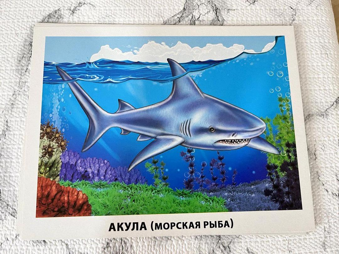 Неизвестно Набор обучающих карточек (16шт каждый) Тема: рыбы и насекомые. Для детей — фото 2