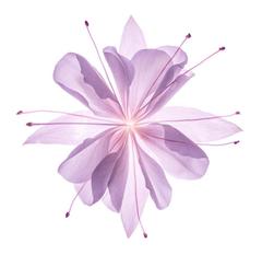 user_mira