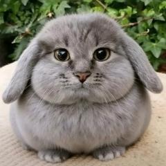 cabbit