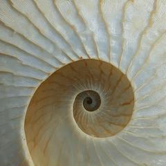 birara