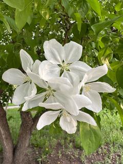 AnaraZ
