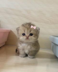 Zhasya_