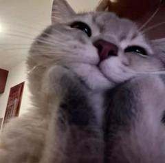 meow_meow