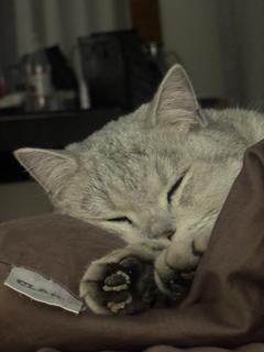 Simba_23