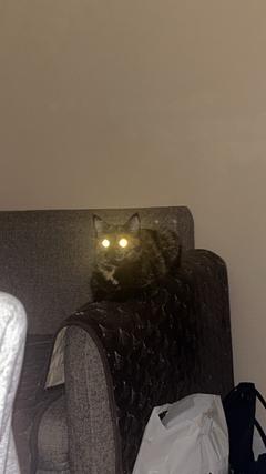 Dodifieisi