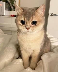 Aliyacatlover