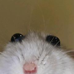 quiwui