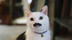 Lechat