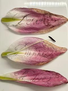 lilypetals