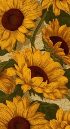 sunflowers8