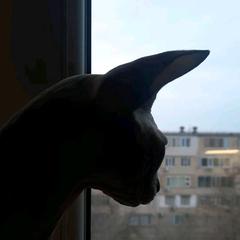 user_larsik