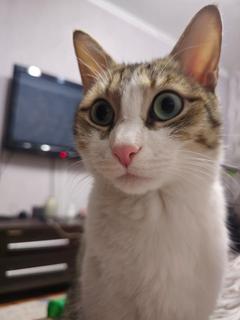 Aleks