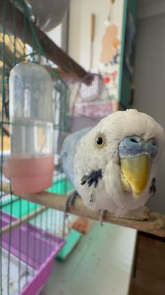 Aikoshka