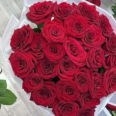 aina_xz_