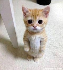 meowie
