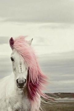 pinkpony