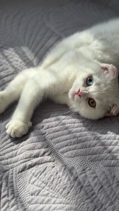 Amur_