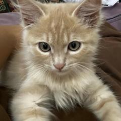 Alif