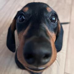 dachshund_ram