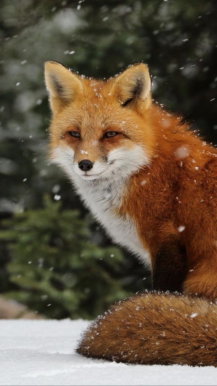 Шкура 🦊