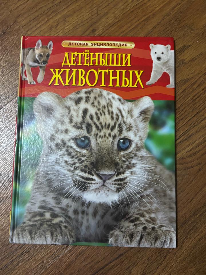 Детеныши животных