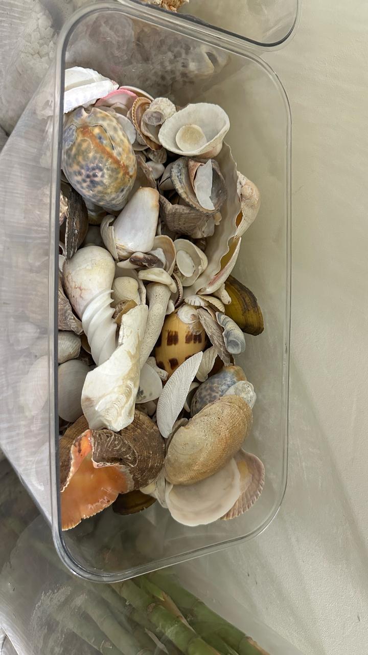 море Ракушки