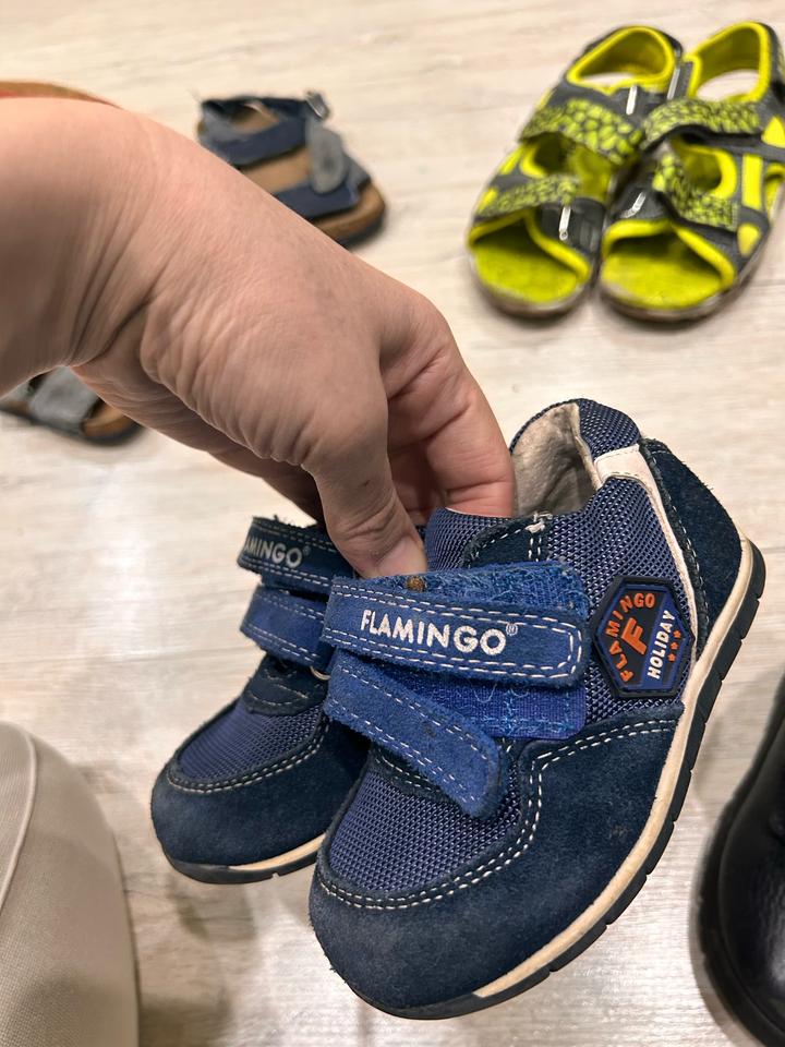 Flamingo