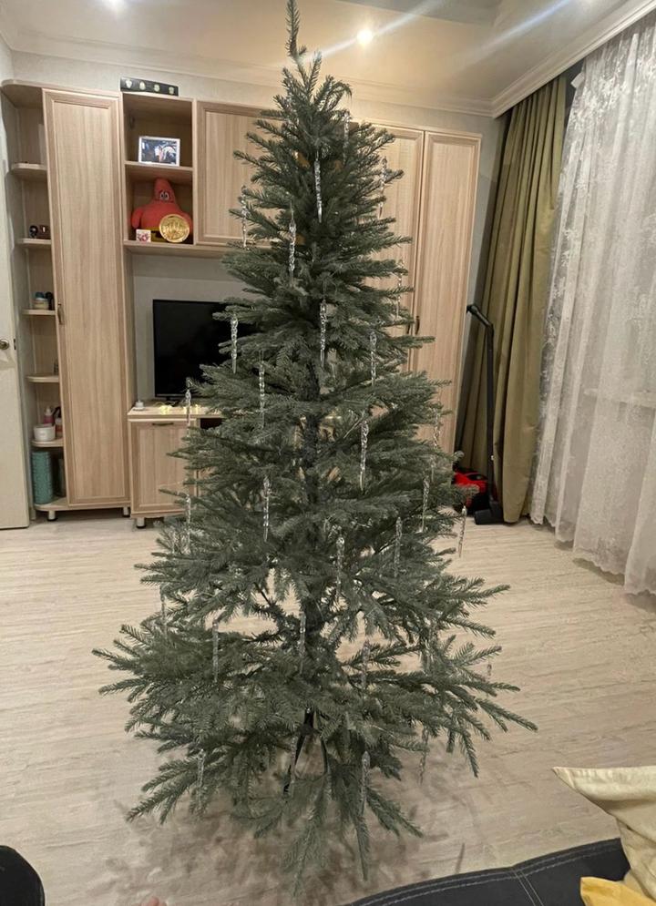 Ель литая голубая