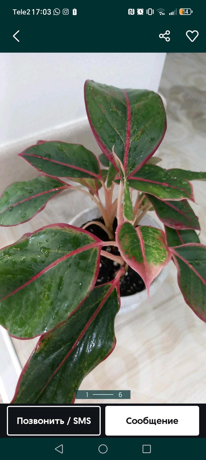 Алматы.дом растения недорого продам