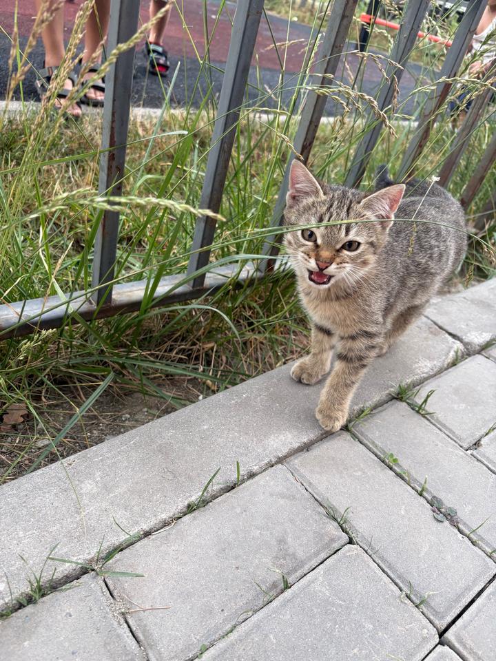 Котят ищут дом, бесплатно🙏🏻Алматы