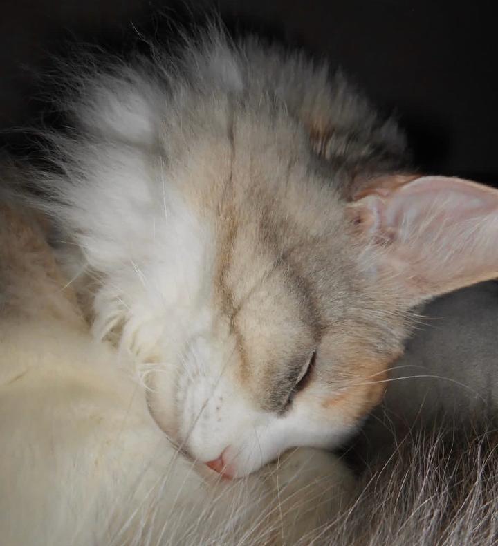 Мыльница цифровой фотоаппарат nikon coolpix a100