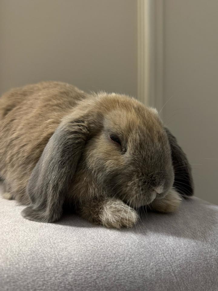 Декоративный кролик