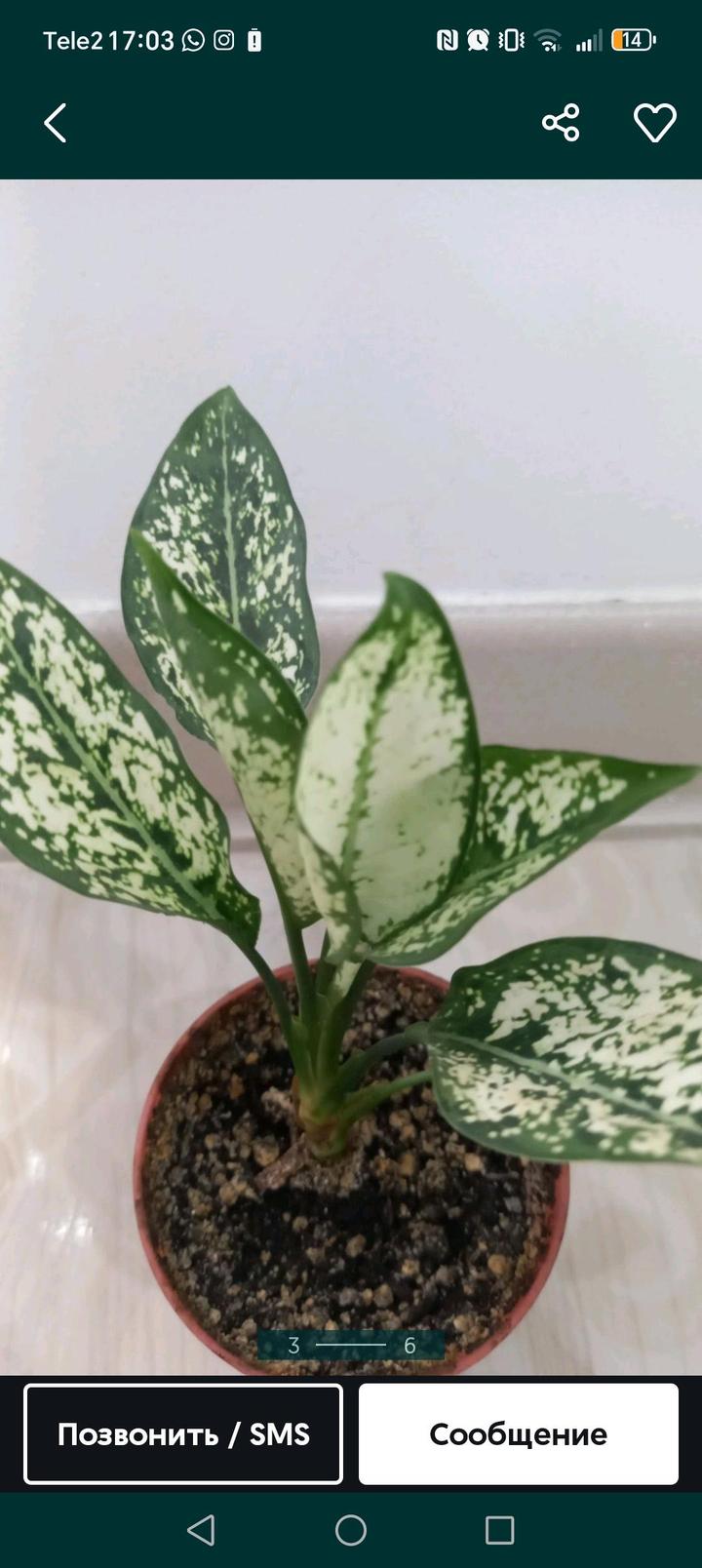 Алматы.дом растения недорого продам