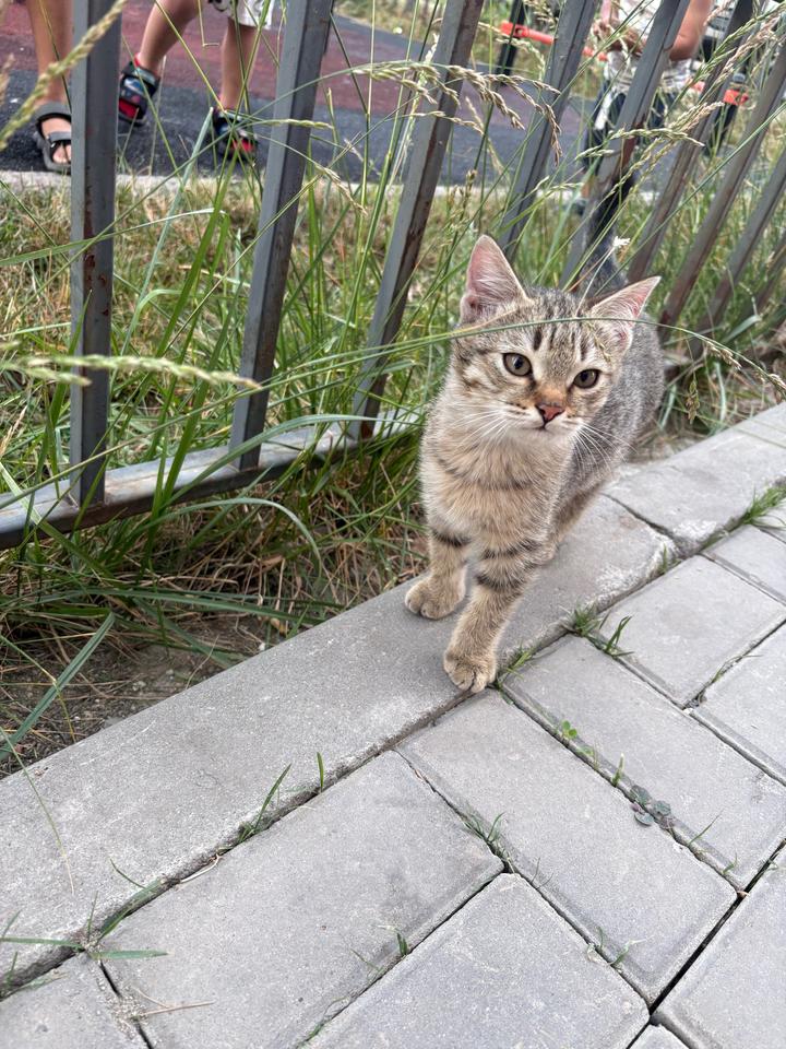 Котят ищут дом, бесплатно🙏🏻Алматы