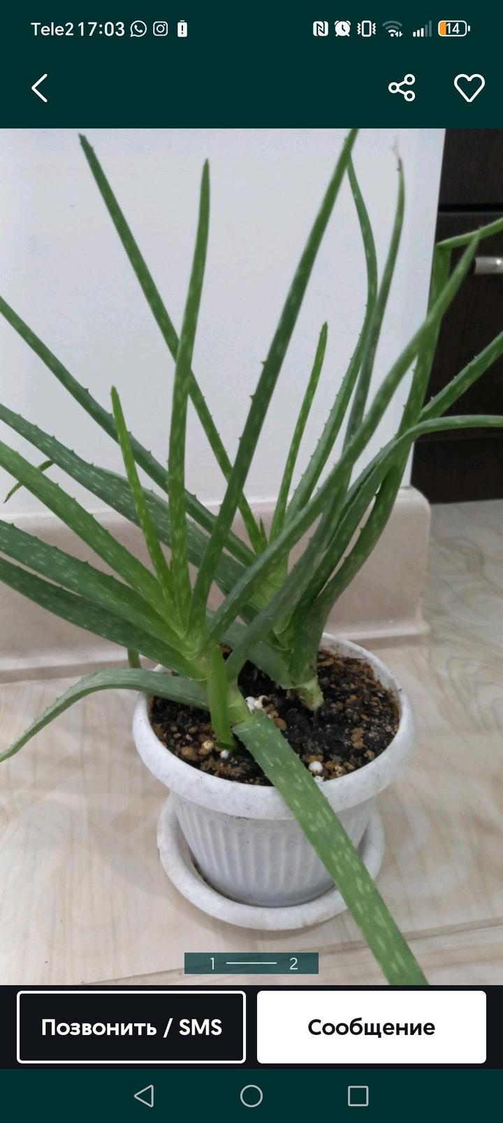 Алматы.дом растения недорого продам