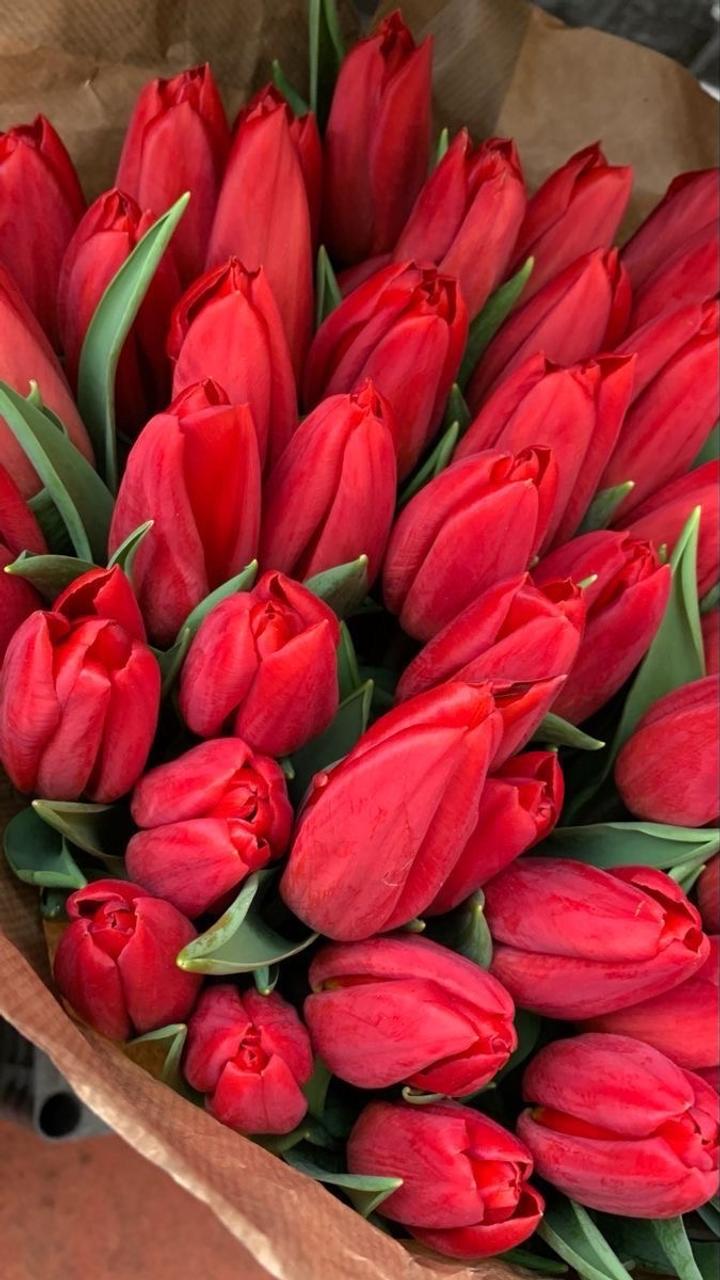 Тюльпаны, Алматы