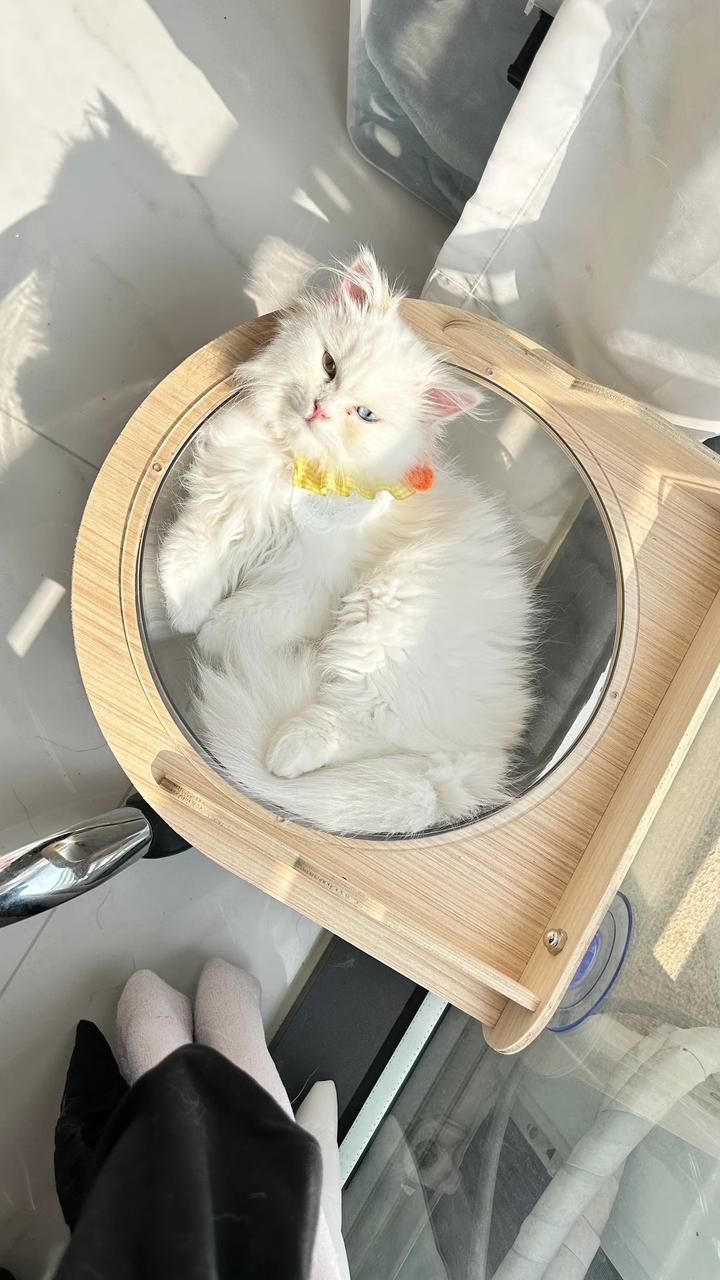 Гамак или лежак для кошек