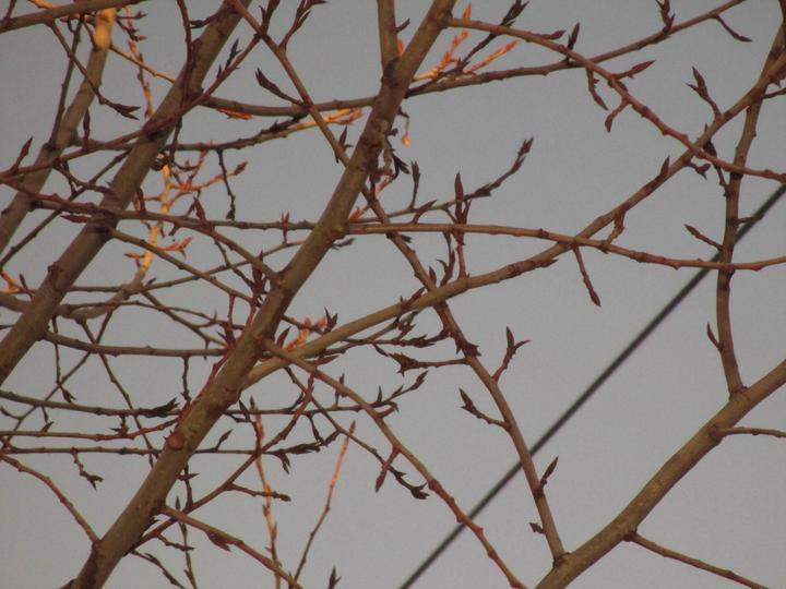 Цифровой фотоаппарат/мыльница Canon PowerShot A4050