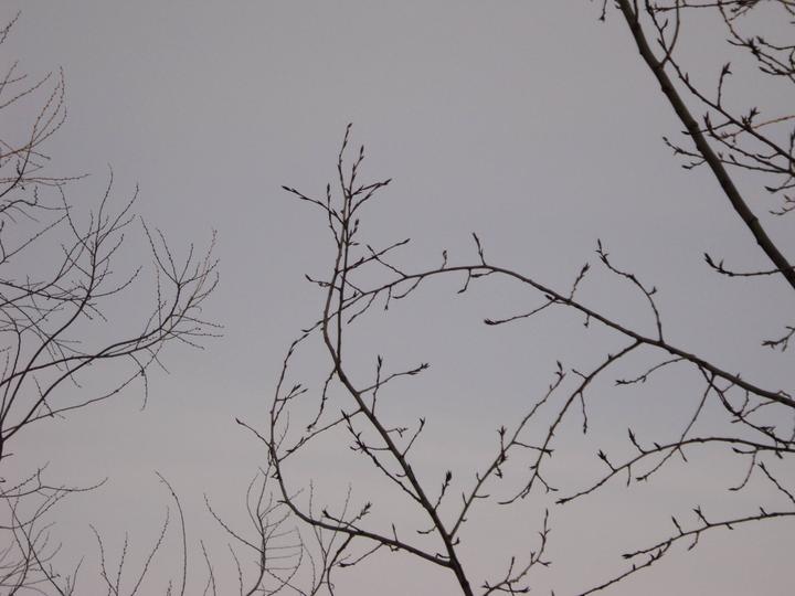 Цифровой фотоаппарат/мыльницы Sony dsc-s2000
