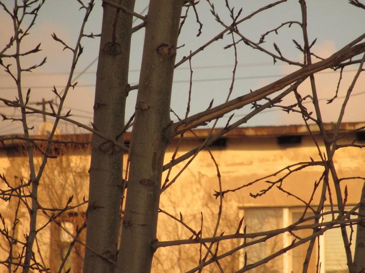 Цифровой фотоаппарат/мыльница Canon PowerShot A4050