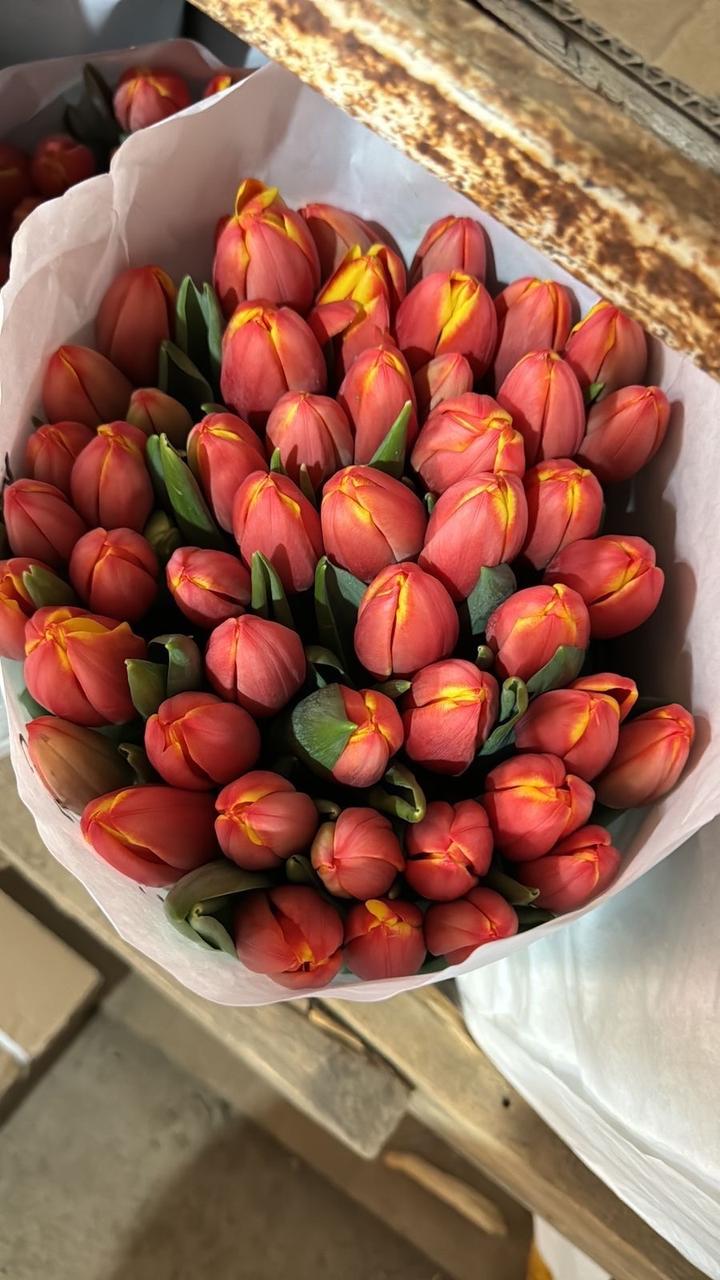 Тюльпаны, Алматы