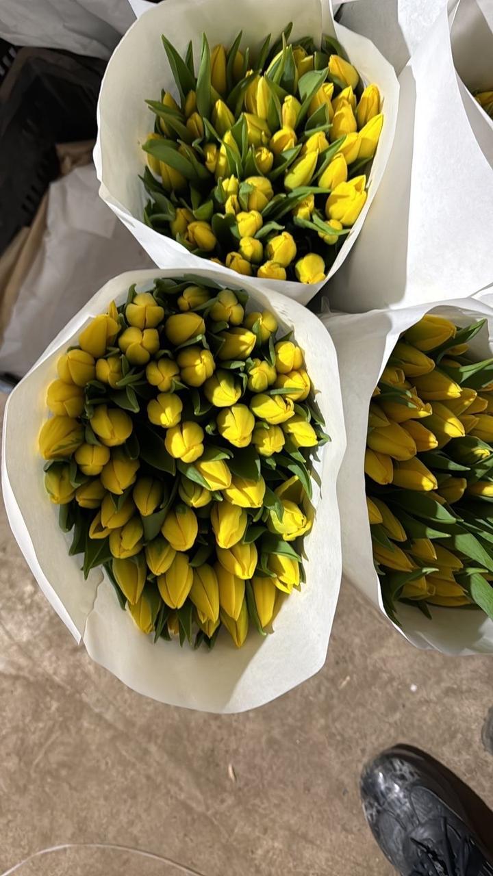 Тюльпаны, Алматы