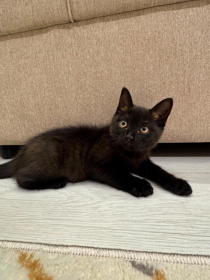 Котенок