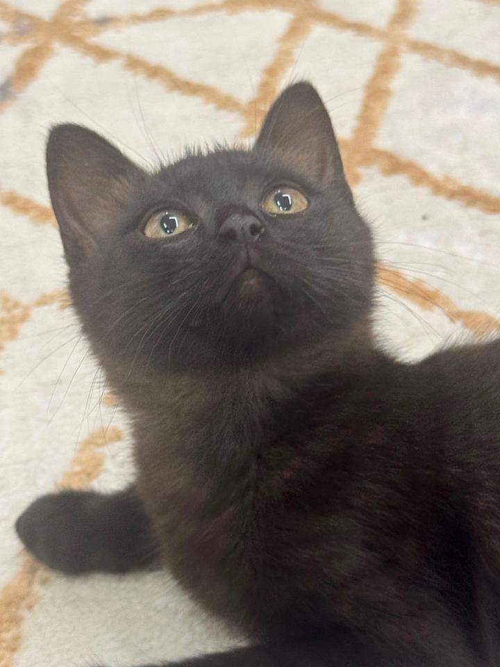 Котенок