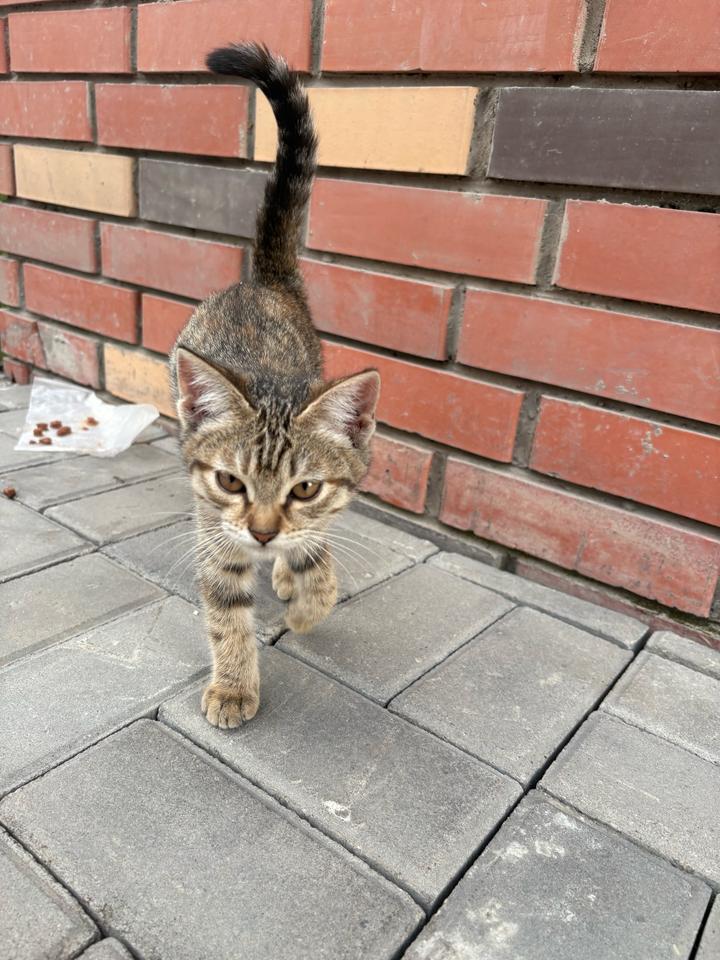 Котят ищут дом, бесплатно🙏🏻Алматы